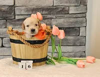 Orange Collar , a female Golden Retriever for sale in Friendsville, TN – 2 of 2