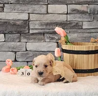 Orange Collar, a female Golden Retriever for sale in Friendsville, TN – 5 of 8