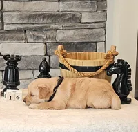 Gray Collar , a male Golden Retriever for sale in Friendsville, TN – 5 of 8