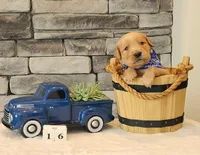Blue Collar, a male Golden Retriever for sale in Friendsville, TN – 3 of 6