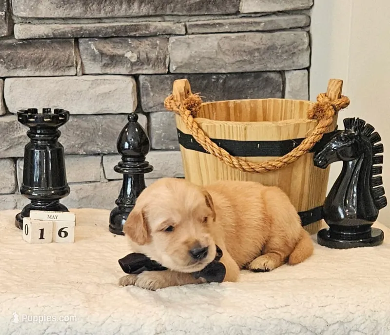 Gray Collar  – Golden Retriever puppy for sale in Friendsville, TN