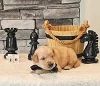 Gray Collar , a male Golden Retriever for sale in Friendsville, TN – 1 of 8