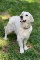 White collar, a female Golden Retriever for sale in Friendsville, TN – 8 of 9