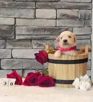 Red Collar , a female Golden Retriever for sale in Friendsville, TN – 7 of 10