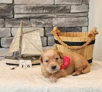 Brown Collar, a male Golden Retriever for sale in Friendsville, TN – 1 of 7