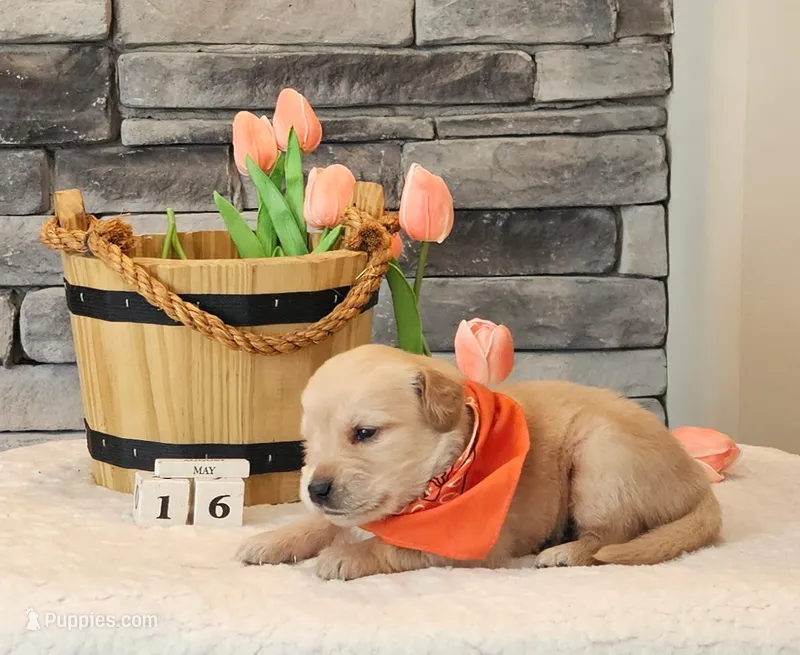 Orange Collar  – Golden Retriever puppy for sale in Friendsville, TN