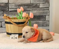 Orange Collar , a female Golden Retriever for sale in Friendsville, TN – 1 of 2