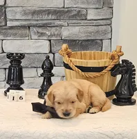 Gray Collar , a male Golden Retriever for sale in Friendsville, TN – 3 of 8