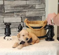 Gray Collar , a male Golden Retriever for sale in Friendsville, TN – 7 of 8