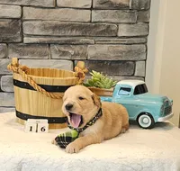 Lime Green Collar , a male Golden Retriever for sale in Friendsville, TN – 3 of 6