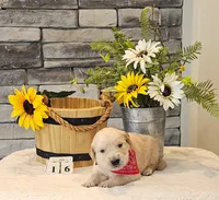 Red collar , a female Golden Retriever for sale in Friendsville, TN – 3 of 7