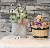 Purple Collar , a female Golden Retriever for sale in Friendsville, TN – 6 of 8