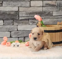 Orange Collar, a female Golden Retriever for sale in Friendsville, TN – 2 of 8