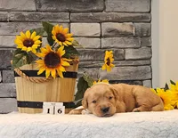 Yellow Collar , a female Golden Retriever for sale in Friendsville, TN – 3 of 4