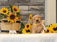 Yellow Collar , a female Golden Retriever for sale in Friendsville, TN – 1 of 4