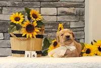 Yellow Collar , a female Golden Retriever for sale in Friendsville, TN – 4 of 4