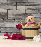 Red Collar , a female Golden Retriever for sale in Friendsville, TN – 2 of 10