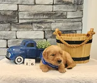 Blue Collar, a male Golden Retriever for sale in Friendsville, TN – 5 of 6