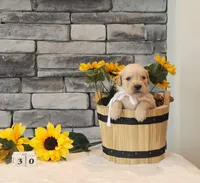 White collar, a female Golden Retriever for sale in Friendsville, TN – 3 of 9