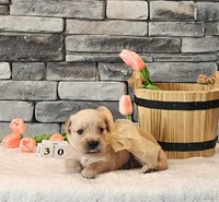 Orange Collar, a female Golden Retriever for sale in Friendsville, TN – 3 of 8