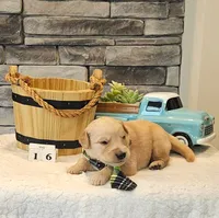 Lime Green Collar , a male Golden Retriever for sale in Friendsville, TN – 6 of 6