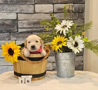 Red collar , a female Golden Retriever for sale in Friendsville, TN – 5 of 7