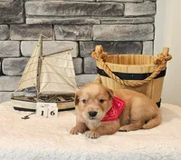Brown Collar, a male Golden Retriever for sale in Friendsville, TN – 6 of 7
