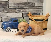 Blue Collar, a male Golden Retriever for sale in Friendsville, TN – 4 of 6
