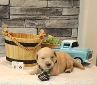 Lime Green Collar , a male Golden Retriever for sale in Friendsville, TN – 4 of 6