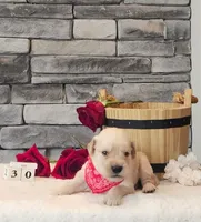 Red Collar , a female Golden Retriever for sale in Friendsville, TN – 3 of 10