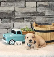 Olive Green Collar , a male Golden Retriever for sale in Friendsville, TN – 3 of 7