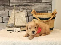 Brown Collar, a male Golden Retriever for sale in Friendsville, TN – 4 of 7