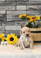 White collar, a female Golden Retriever for sale in Friendsville, TN – 6 of 9