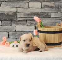 Orange Collar, a female Golden Retriever for sale in Friendsville, TN – 4 of 8