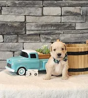 Olive Green Collar , a male Golden Retriever for sale in Friendsville, TN – 2 of 7