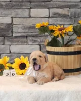 White collar, a female Golden Retriever for sale in Friendsville, TN – 4 of 9