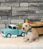 Olive Green Collar , a male Golden Retriever for sale in Friendsville, TN – 4 of 7