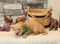 Green Collar , a male Golden Retriever for sale in Friendsville, TN – 3 of 5