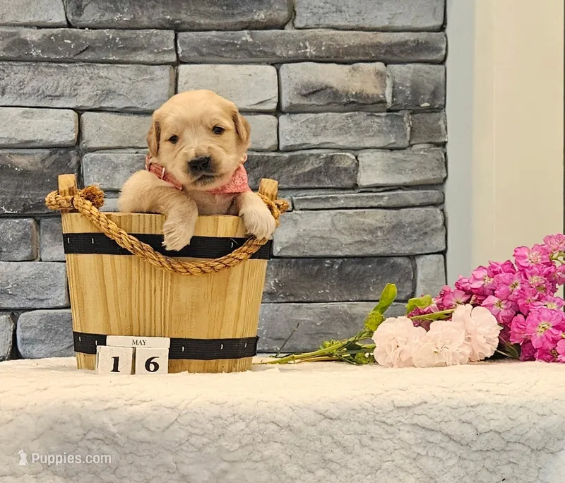Pink collar  – Golden Retriever puppy for sale in Friendsville, TN
