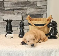 Gray Collar , a male Golden Retriever for sale in Friendsville, TN – 6 of 8