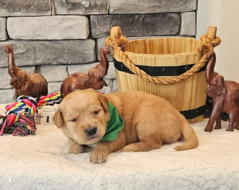 Green Collar  – Golden Retriever puppy for sale in Friendsville, TN