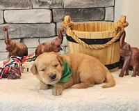Green Collar , a male Golden Retriever for sale in Friendsville, TN – 1 of 5