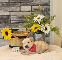 Red collar , a female Golden Retriever for sale in Friendsville, TN – 4 of 7