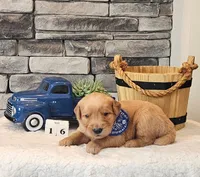 Blue Collar, a male Golden Retriever for sale in Friendsville, TN – 2 of 6