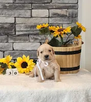 White collar, a female Golden Retriever for sale in Friendsville, TN – 5 of 9
