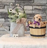 Purple Collar , a female Golden Retriever for sale in Friendsville, TN – 4 of 8