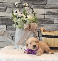 Purple Collar , a female Golden Retriever for sale in Friendsville, TN – 2 of 8