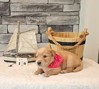 Brown Collar, a male Golden Retriever for sale in Friendsville, TN – 5 of 7