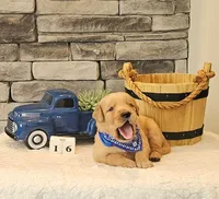 Blue Collar, a male Golden Retriever for sale in Friendsville, TN – 6 of 6