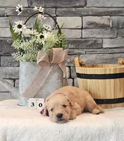 Purple Collar , a female Golden Retriever for sale in Friendsville, TN – 5 of 8